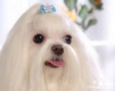 <b>西施犬的美容方法详解</b>