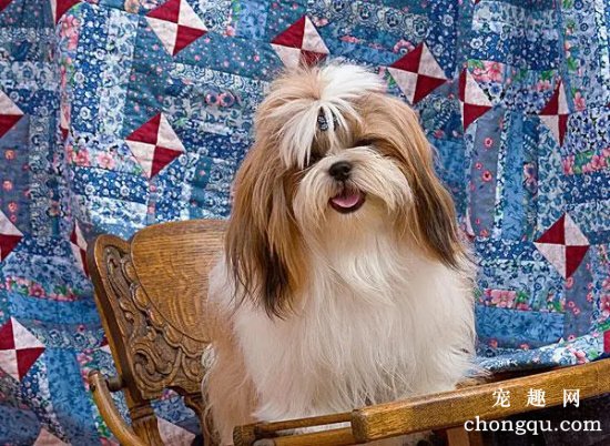 常见犬美容要领
