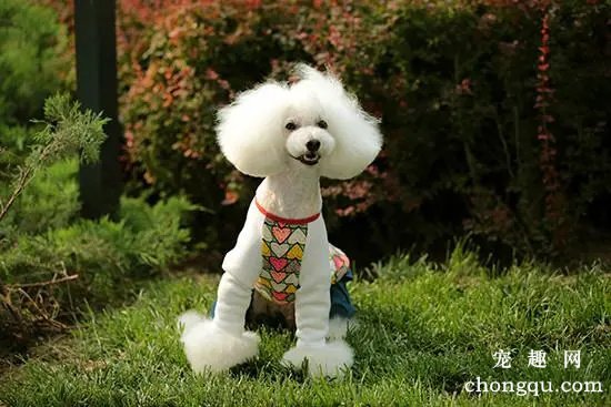 常见犬美容要领