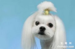 狗狗体毛的梳理和护理