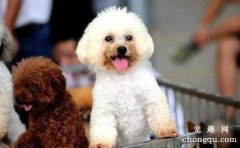 <b>怎样使犬毛有光泽、美观?</b>