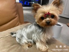 <b>约克夏犬的美容要点</b>