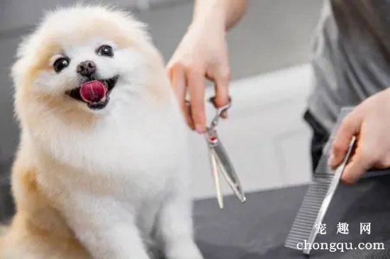 教你如何在家里给狗狗剪毛