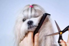 <b>教你如何在家里给狗狗剪毛</b>