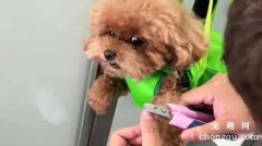 <b>泰迪狗怎样剪指甲</b>
