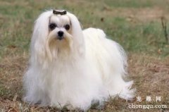 <b>狗狗为什么总是吸鼻子</b>