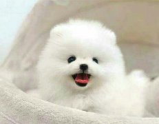 博美什么时候尴尬期?
