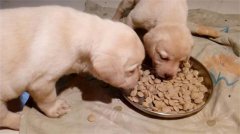两个月幼犬一顿20颗可以吗