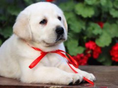 <b>两个月幼犬能吃苹果吗</b>
