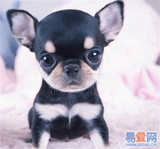 吉娃娃狗好养吗