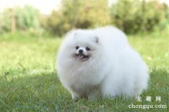 <b>博美几个月可以洗澡?</b>
