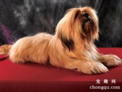 <b>狗狗为什么不能吃鸡骨头？</b>