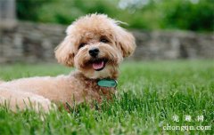 <b>犬瘟用什么消毒</b>
