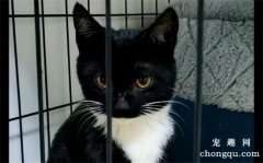 <b>乌云盖雪猫是猫中极品吗？</b>