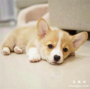 <b>如何才能使犬的被毛光泽美观</b>