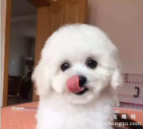 狗鼻子颜色变浅是什么原因