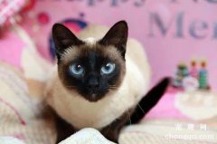 <b>好养的小型宠物猫TOP5排名</b>