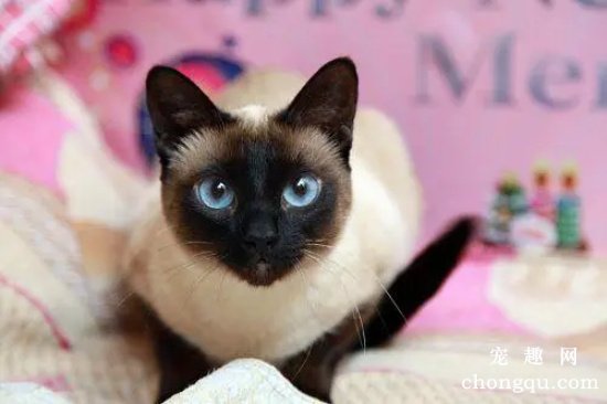 好养的小型宠物猫TOP5排名