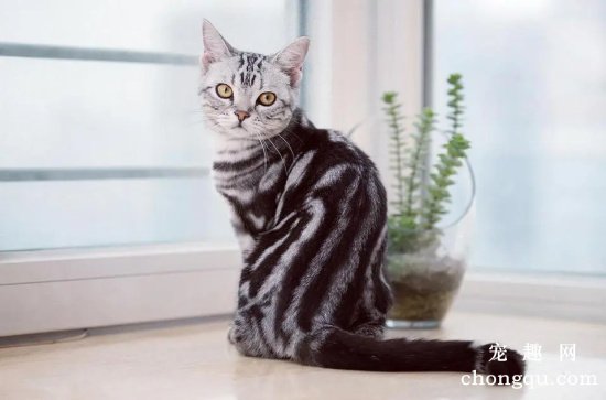 好养的小型宠物猫TOP5排名