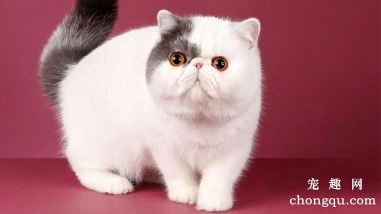 好养的小型宠物猫TOP5排名