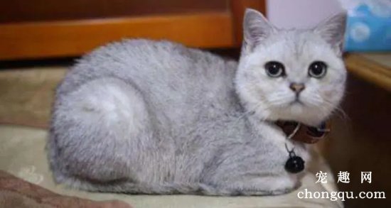英短的15种颜色 英国短毛猫常见的颜色有哪些