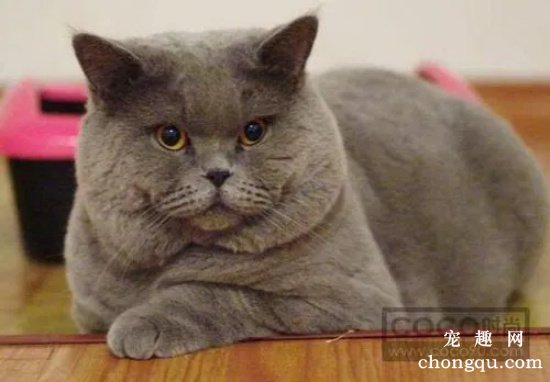 英短的15种颜色 英国短毛猫常见的颜色有哪些