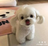 狗吃肉吃多了会怎么样?