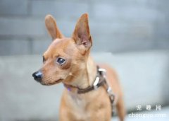 <b>狗狗真菌和细菌感染的差异</b>