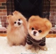 <b>狗狗能够吃板栗吗</b>