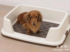 <b>怎样教幼犬上厕所？</b>