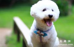 <b>狗狗吃鸡架子有哪些好处呢</b>