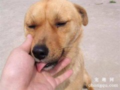 <b>狗狗鼻子发热怎么回事？</b>