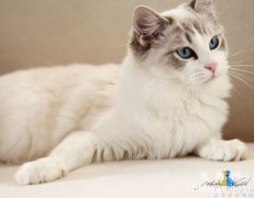 猫咪产后怎么护理 猫咪产后护理方法