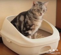<b>训练猫咪使用猫砂盆的要点</b>