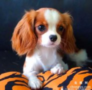 <b>如何培养爱犬的餐礼仪？</b>