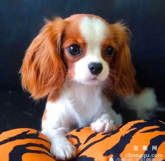 如何培养爱犬的餐礼仪？