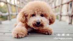 <b>驯犬注意事项</b>