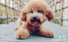 <b>什么叫犬的占有心理和好奇心理？</b>