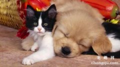<b>猫狗和平相处方法 猫狗如何和平相处</b>