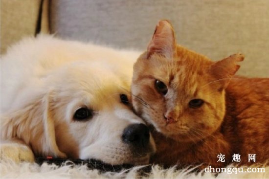 猫狗和平相处方法 猫狗如何和平相处