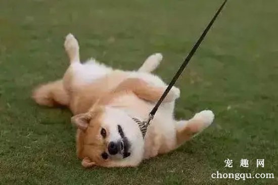 如何训练狗狗装死？
