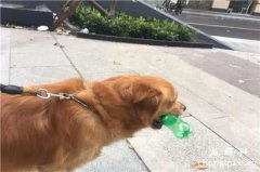 <b>如何训狗狗捡东西？</b>