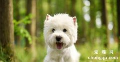 <b>狗狗不停的打喷嚏是什么原因</b>