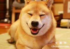 狗狗得细小的早期症状