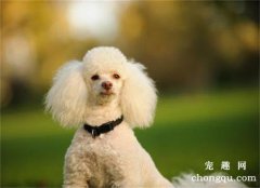 <b>犬冠状病毒怎么治疗</b>
