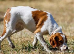 犬瘟热初期治疗狗狗还有的救吗？