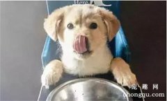 <b>狗狗皮肤上有黑色斑块</b>