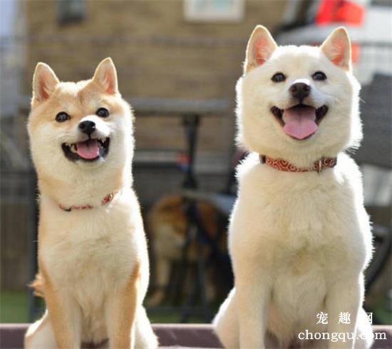 狗狗脱毛一块一块的是什么原因？