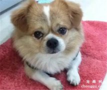 <b>别瞧不起串串狗，串串狗这几个优点，碾压纯种狗</b>