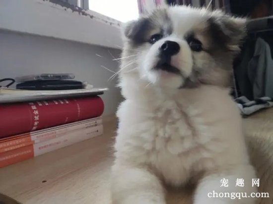 别瞧不起串串狗，串串狗这几个优点，碾压纯种狗